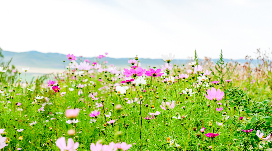 fiori di campo rosa e fucsia in una distesa verde sullo sfondo le colline