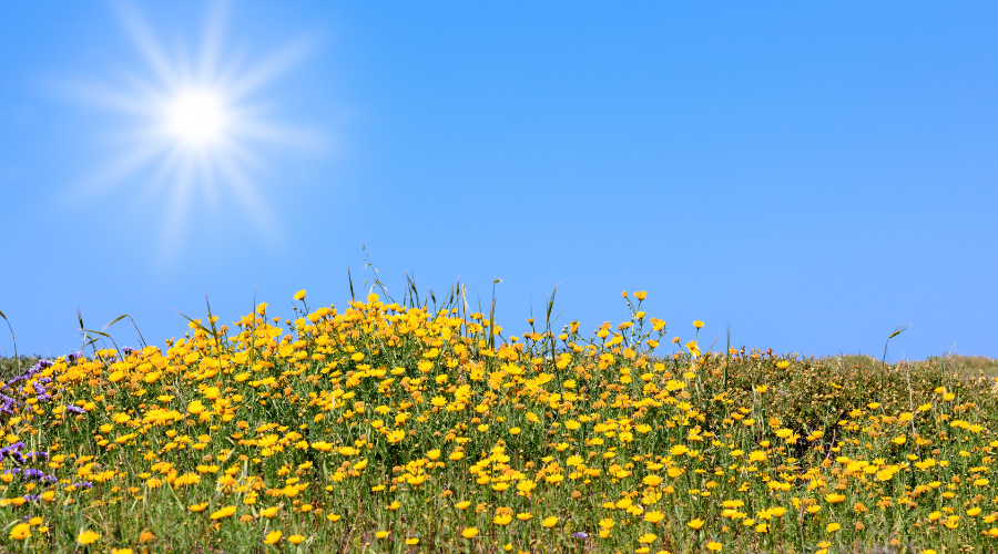 un prato di fiori gialli che incontra l'azzurro del cielo