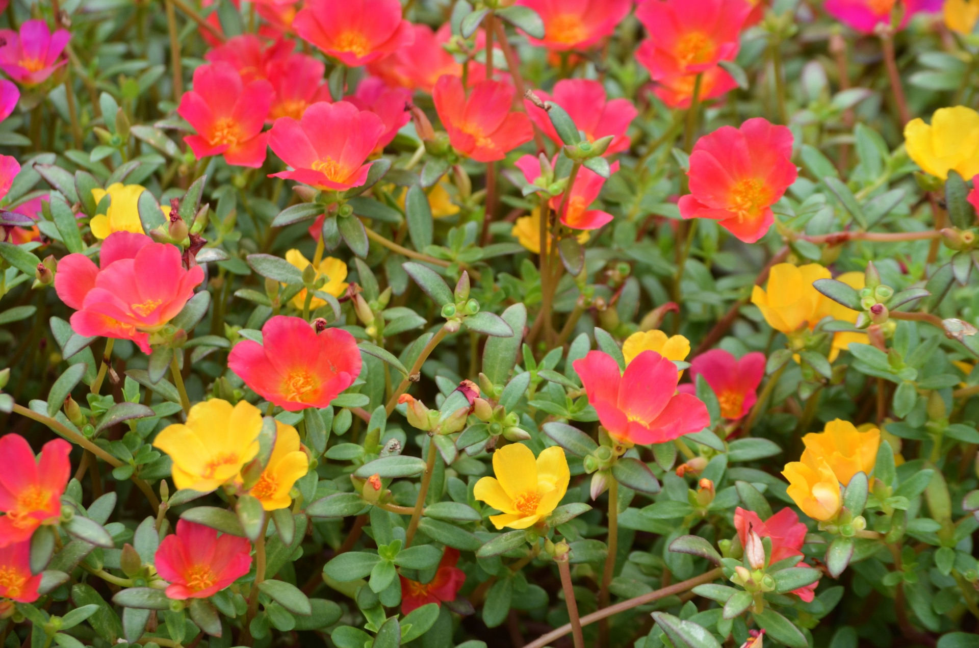 fiori fucsia e gialli in un prato verde