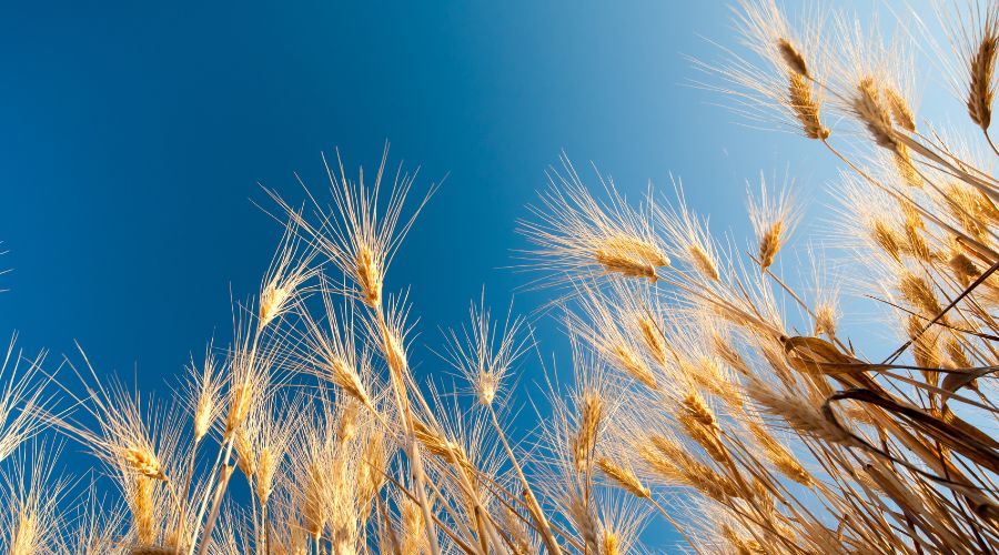 spighe di grano in un campo 